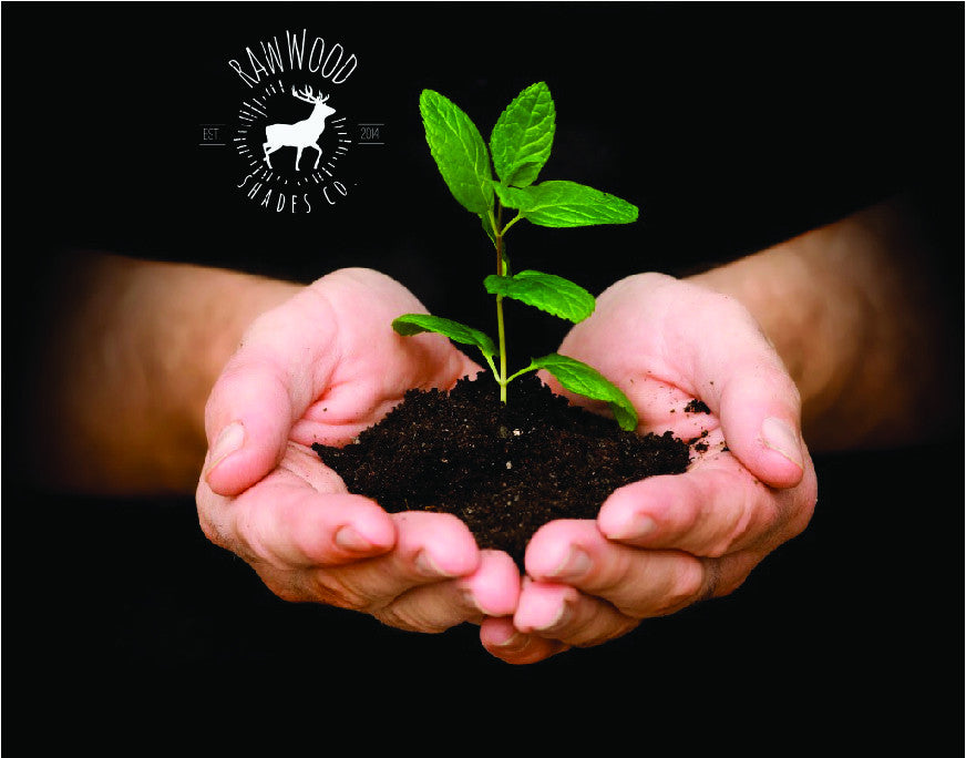 Planting Trees with Trees for the Future